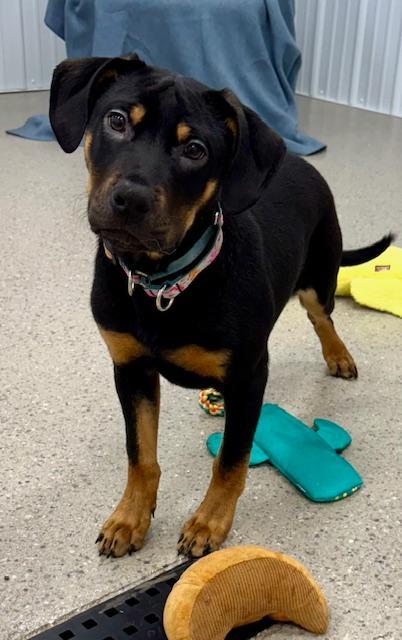 Enlarge Mr Smee, a Adoptable mixed breed in East Sparta, OH image 2/5