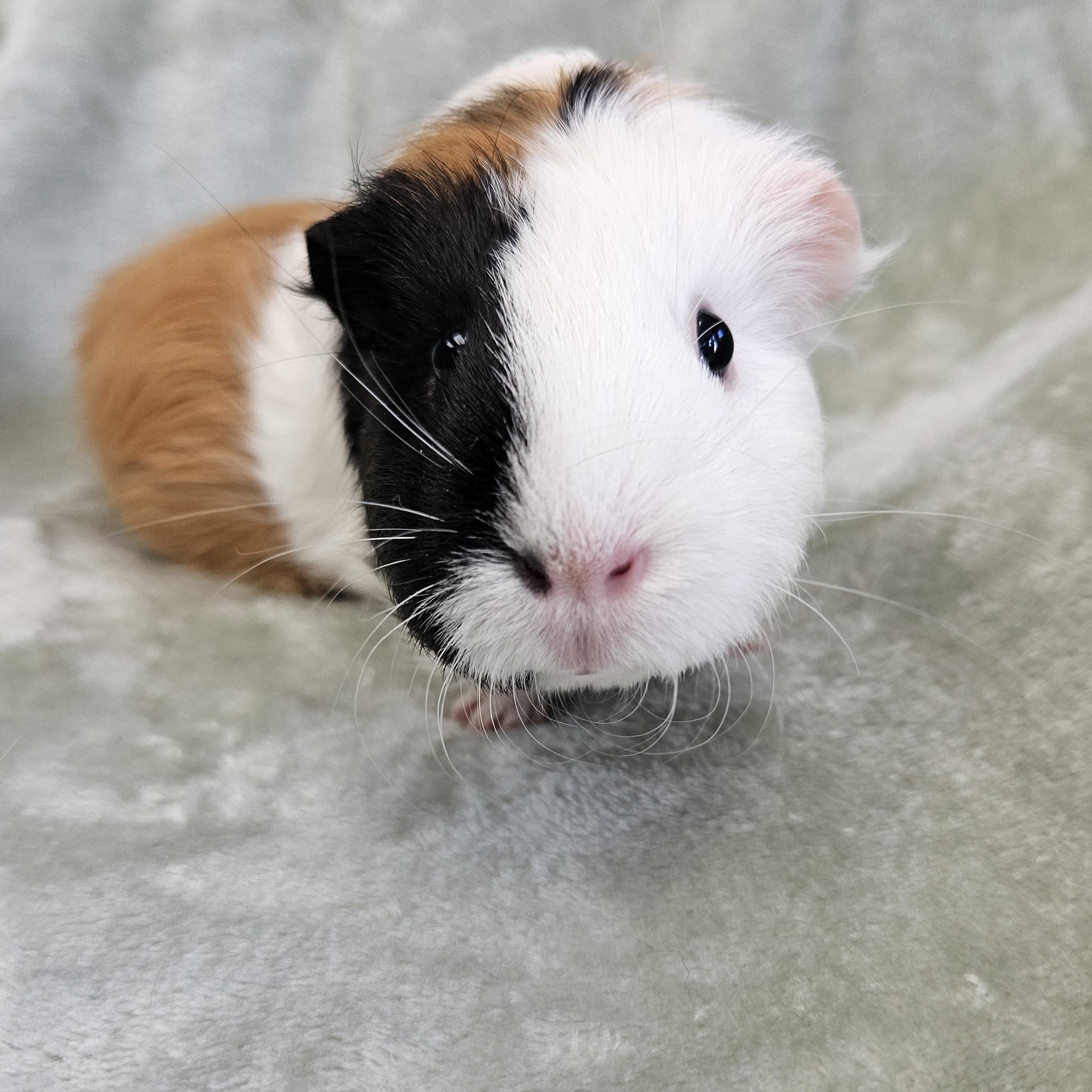 Enlarge Daisy & Poppy, a Adoptable Guinea Pig in Medfield, MA image 2/4