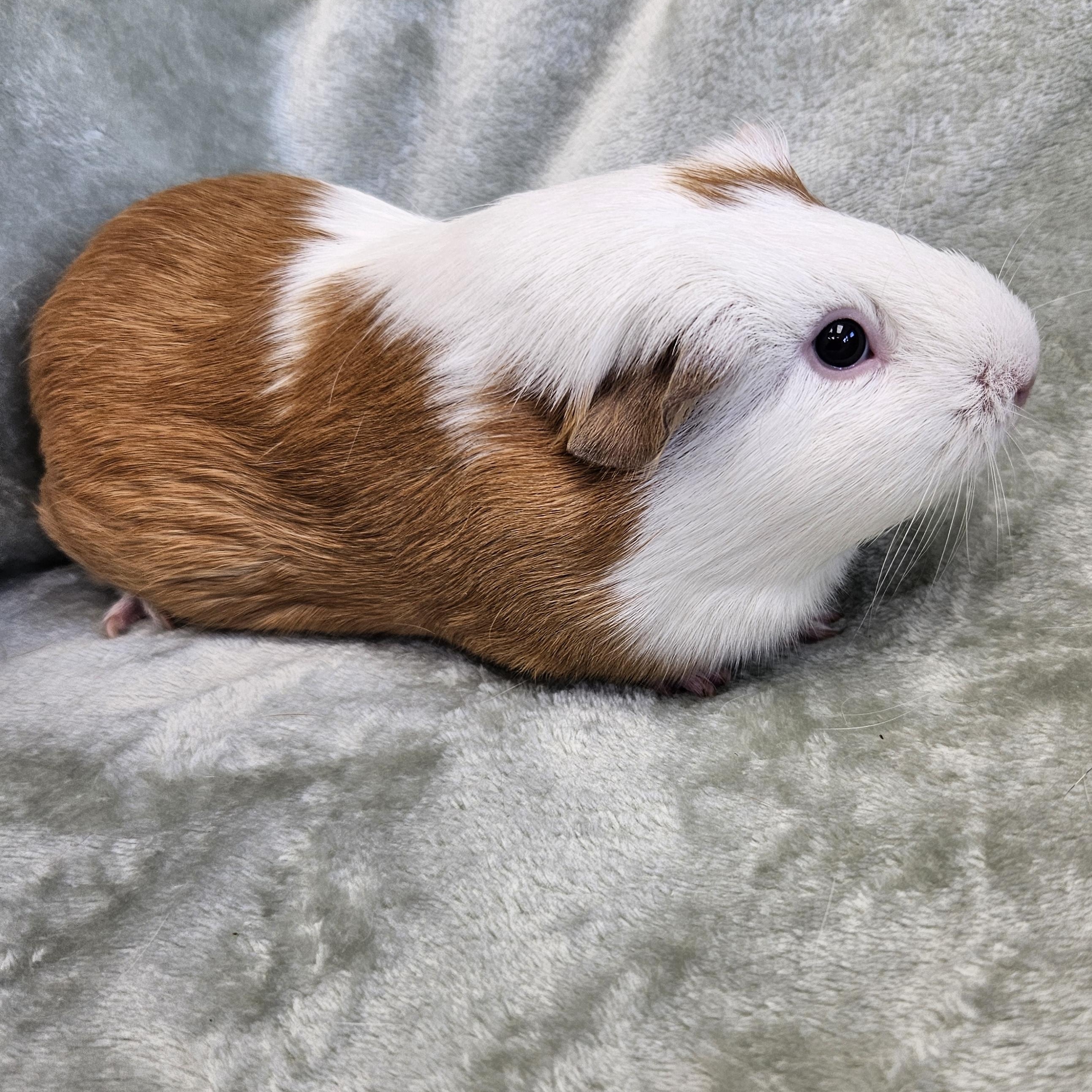 Enlarge Daisy & Poppy, a Adoptable Guinea Pig in Medfield, MA image 3/4