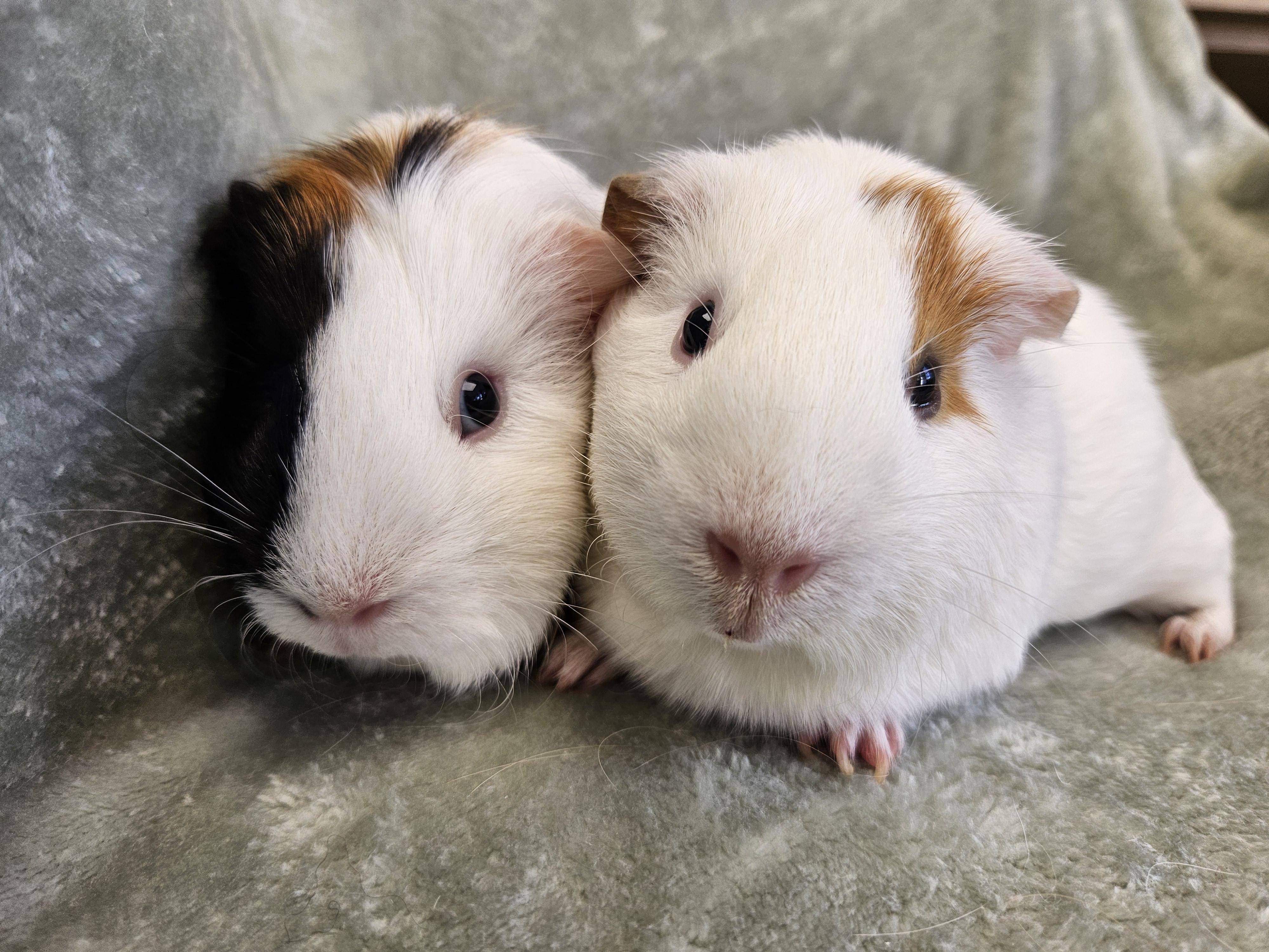 Enlarge Daisy & Poppy, a Adoptable Guinea Pig in Medfield, MA image 1/4