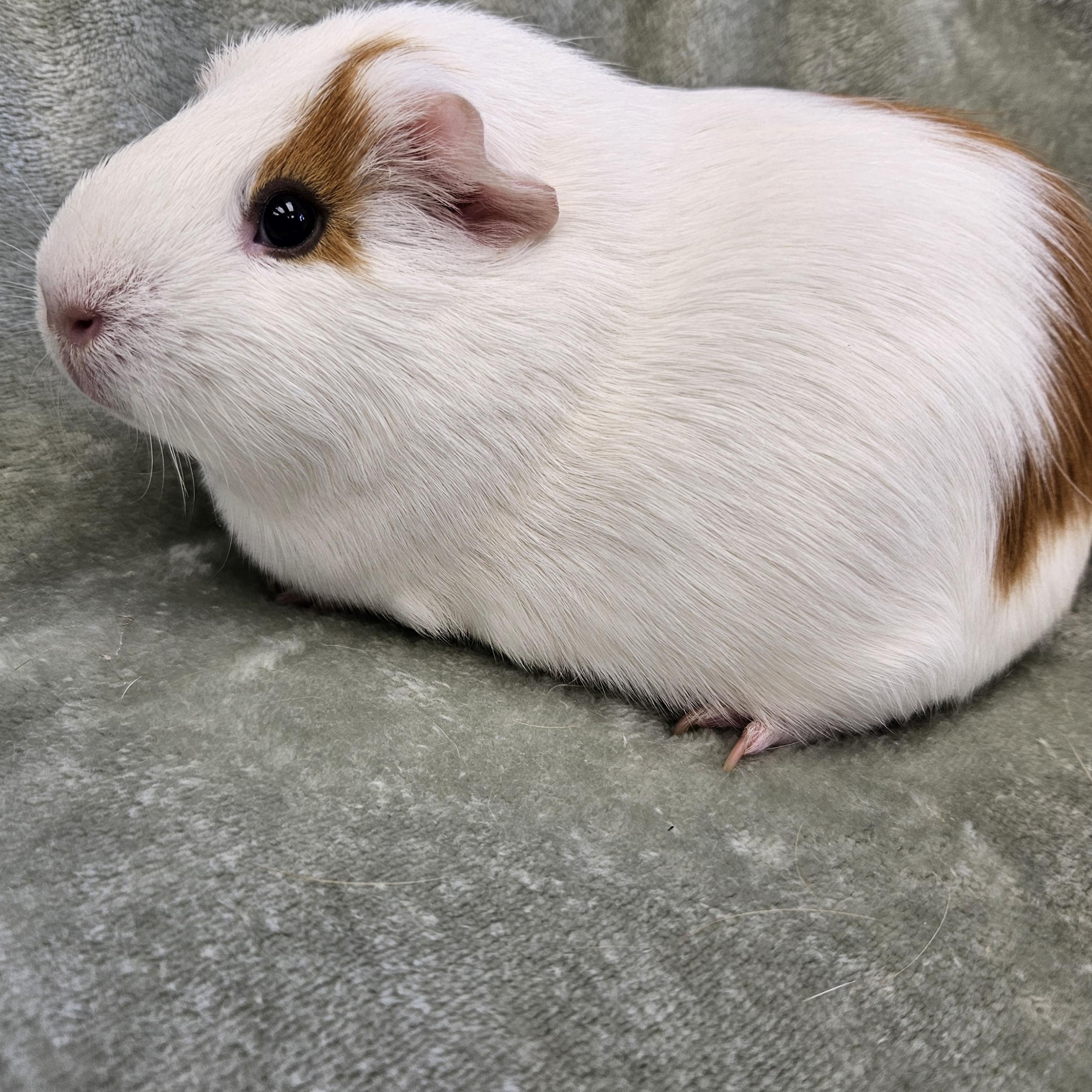 Enlarge Daisy & Poppy, a Adoptable Guinea Pig in Medfield, MA image 4/4