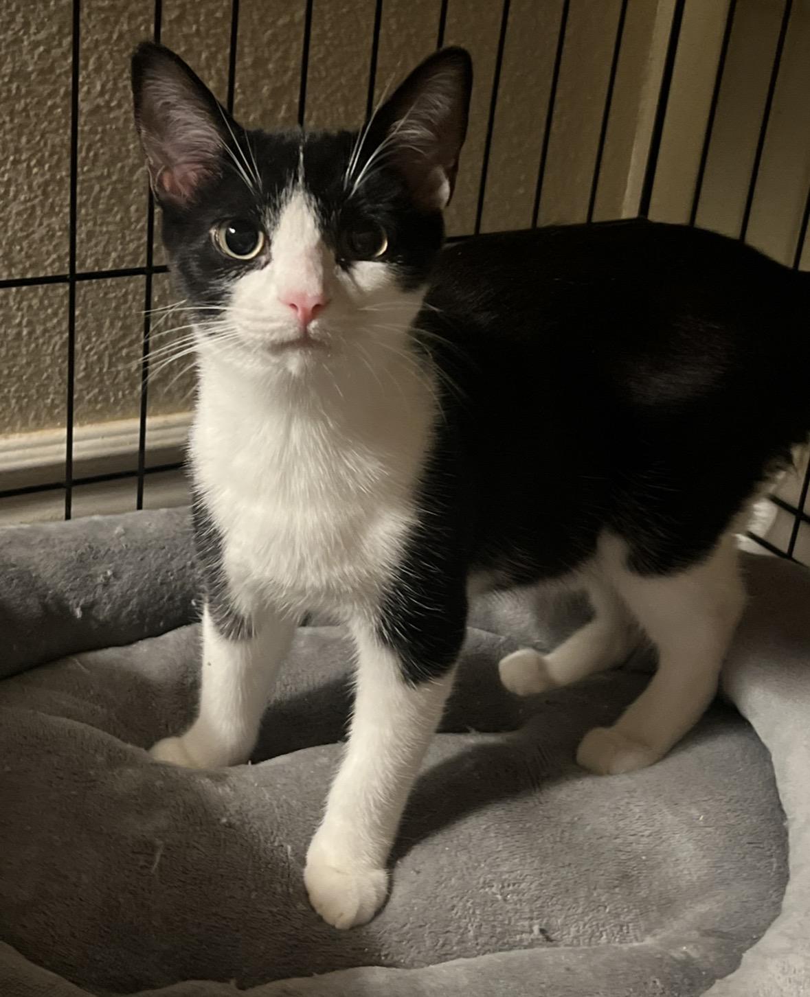 Tiny and Sweetie, a ADOPTABLE Domestic Short Hair in Huntington Beach, CA image 2/3
