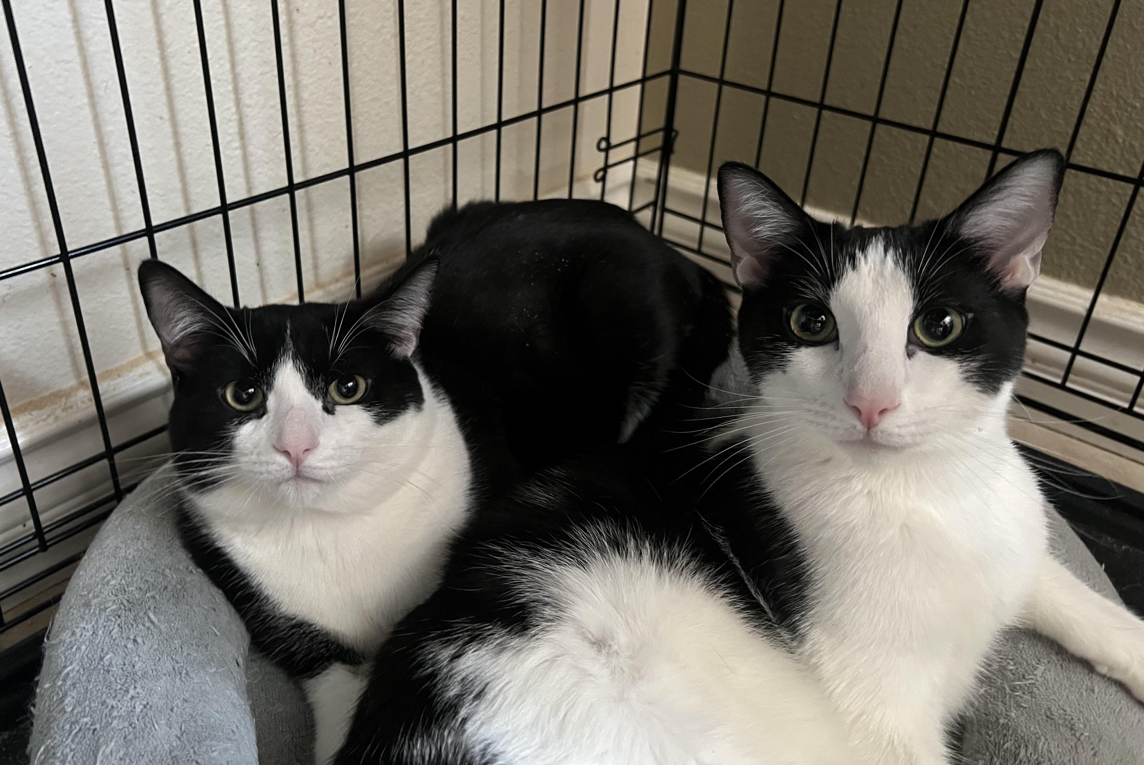 Tiny and Sweetie, ADOPTABLE, Young Male Domestic Short Hair.