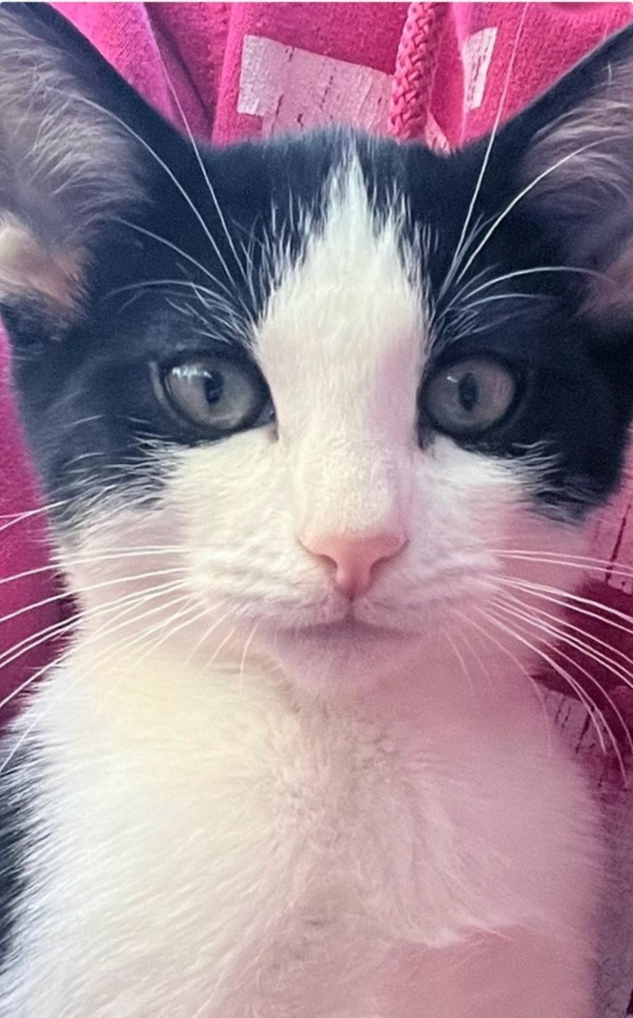 Tiny and Sweetie, a ADOPTABLE Domestic Short Hair in Huntington Beach, CA image 3/3
