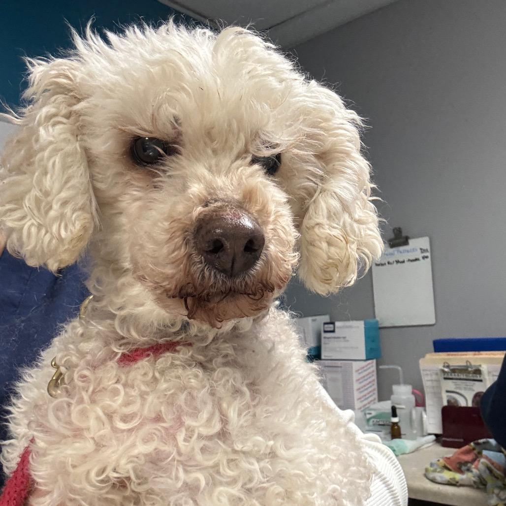 Ferrari (In Foster), Adoptable, Senior Male Poodle.