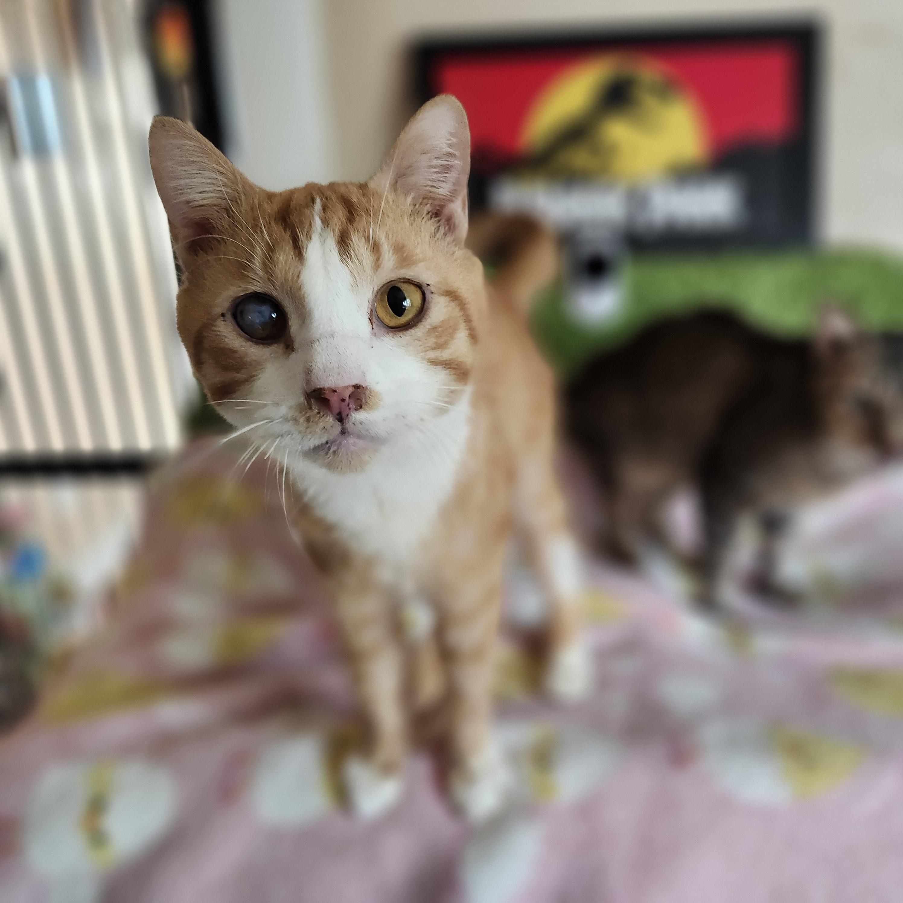 Ghost Recon, Adoptable, Senior Male Domestic Short Hair.