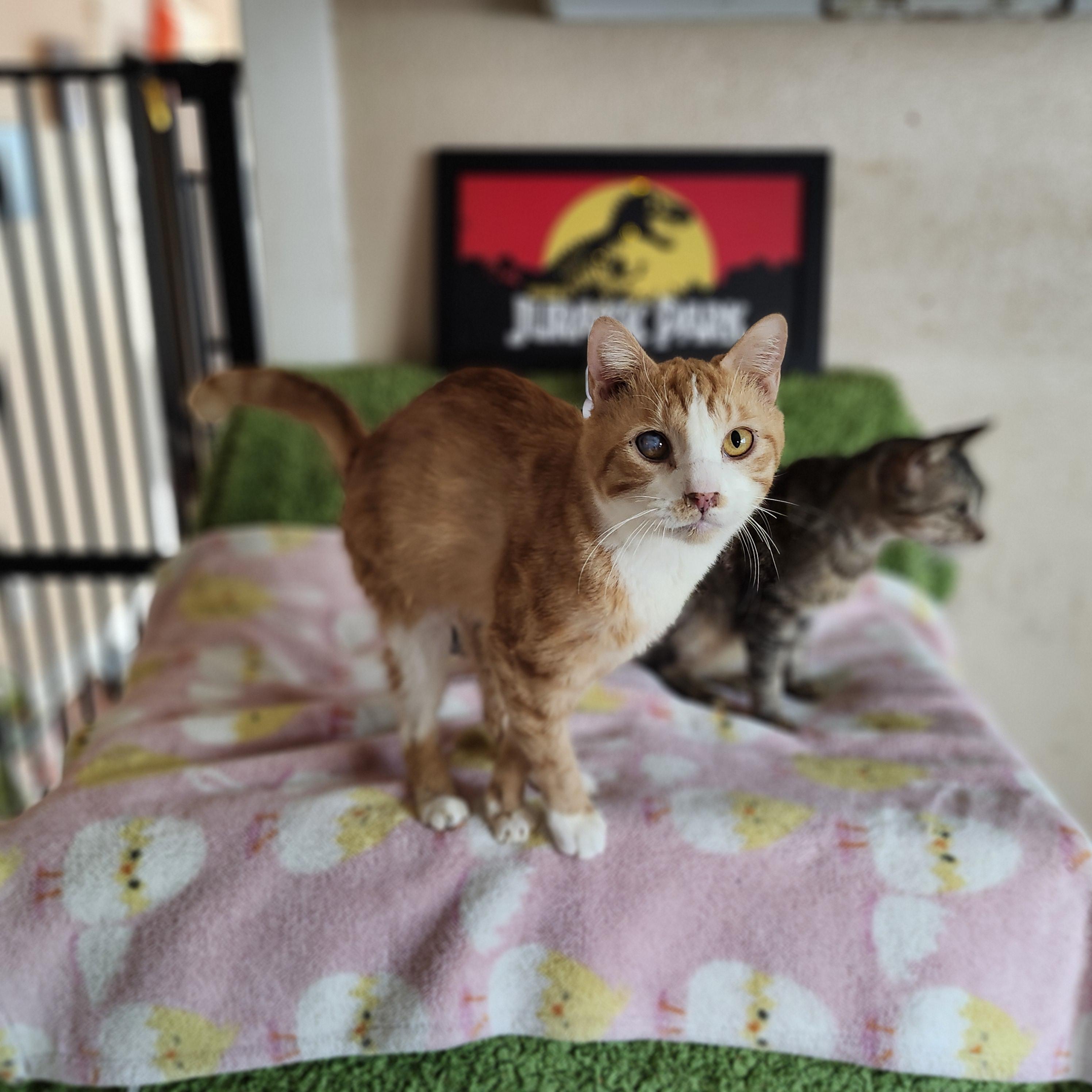 Ghost Recon, a Adoptable Domestic Short Hair in Long Beach, CA image 2/5