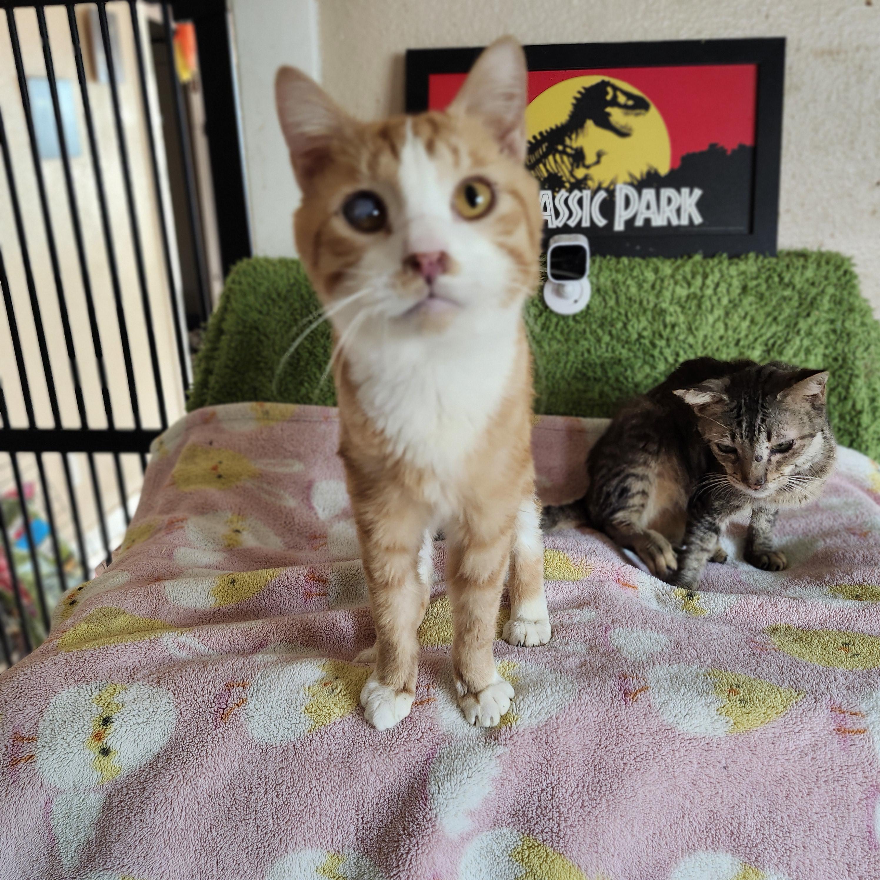 Ghost Recon, a Adoptable Domestic Short Hair in Long Beach, CA image 3/5