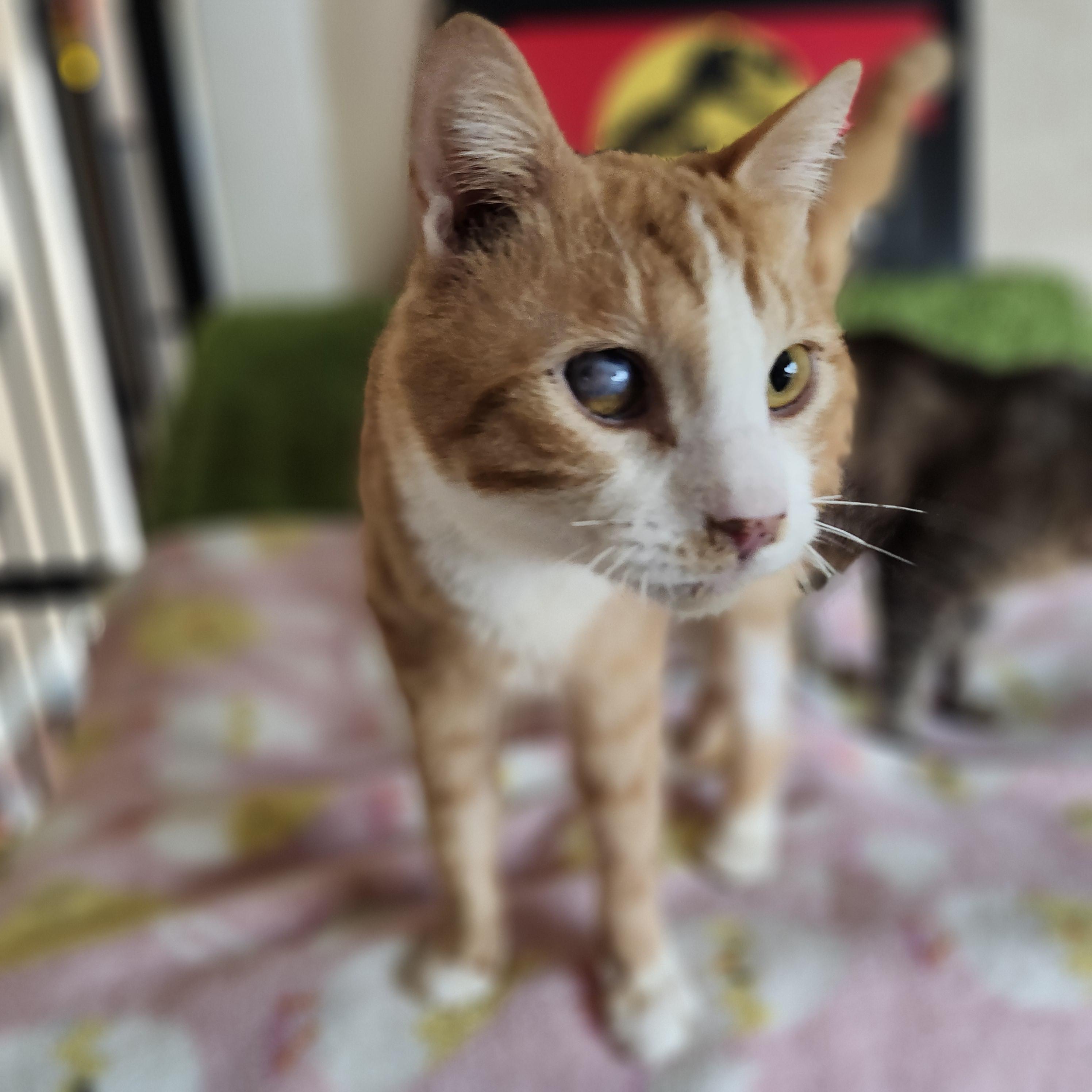 Ghost Recon, a Adoptable Domestic Short Hair in Long Beach, CA image 4/5