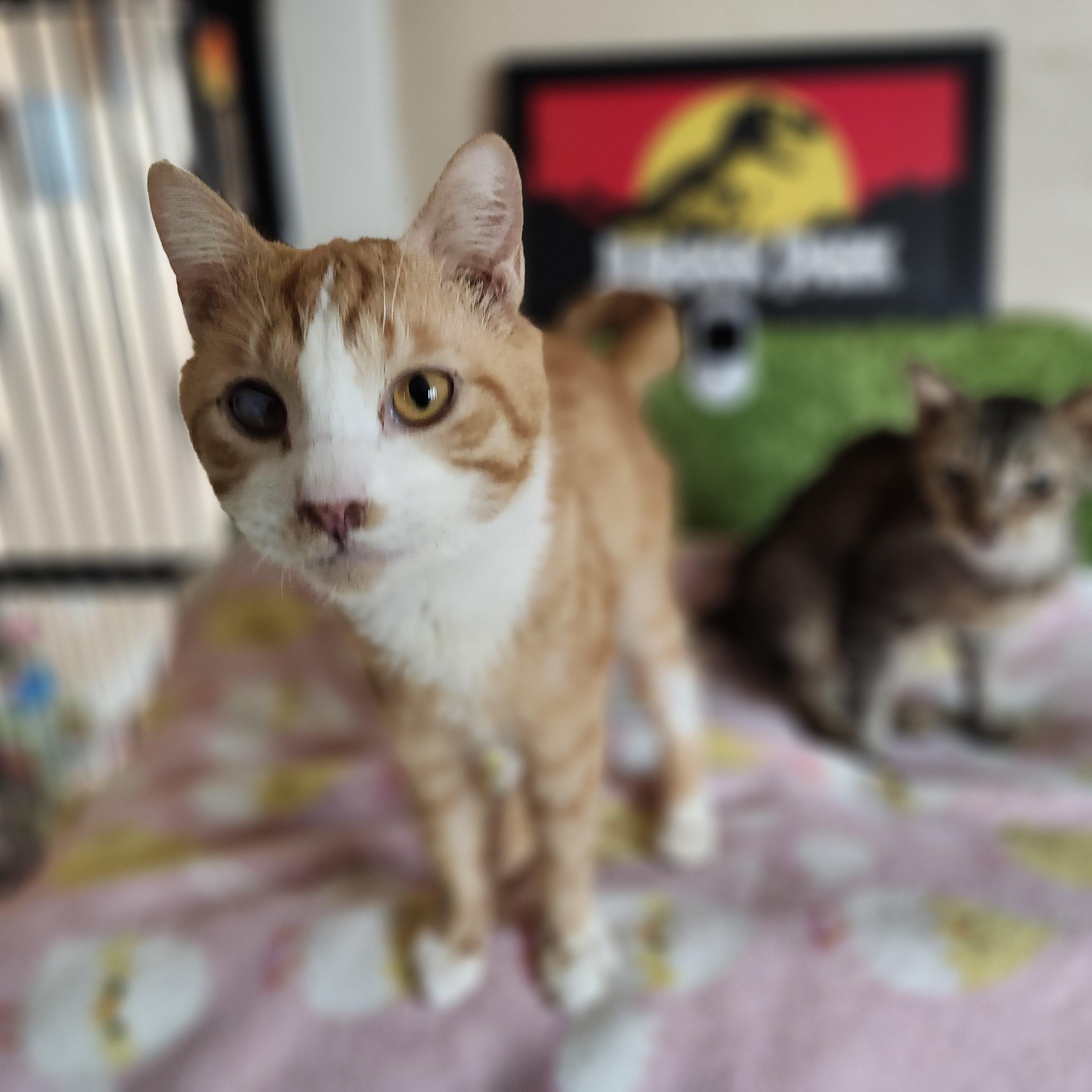 Ghost Recon, a Adoptable Domestic Short Hair in Long Beach, CA image 5/5