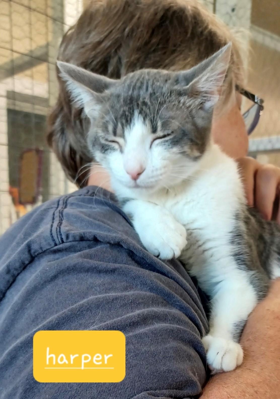 Harper, Adoptable, Young Female Domestic Short Hair.