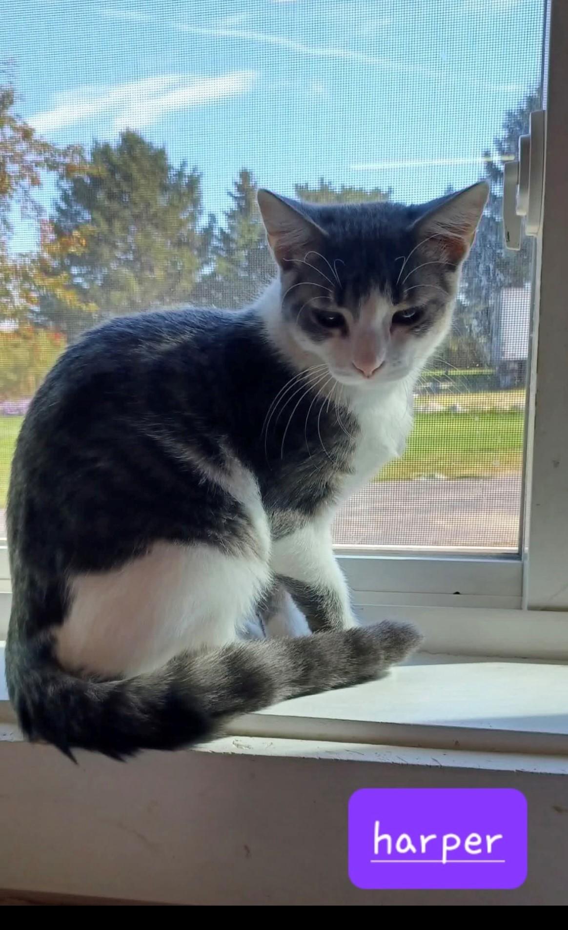 Harper, a Adoptable Domestic Short Hair in Walworth, WI image 1/3