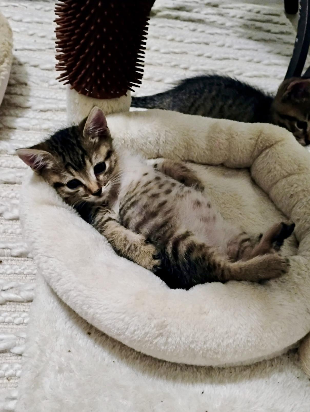 Toffee, Adopted, Young Male Bengal & Domestic Short Hair.