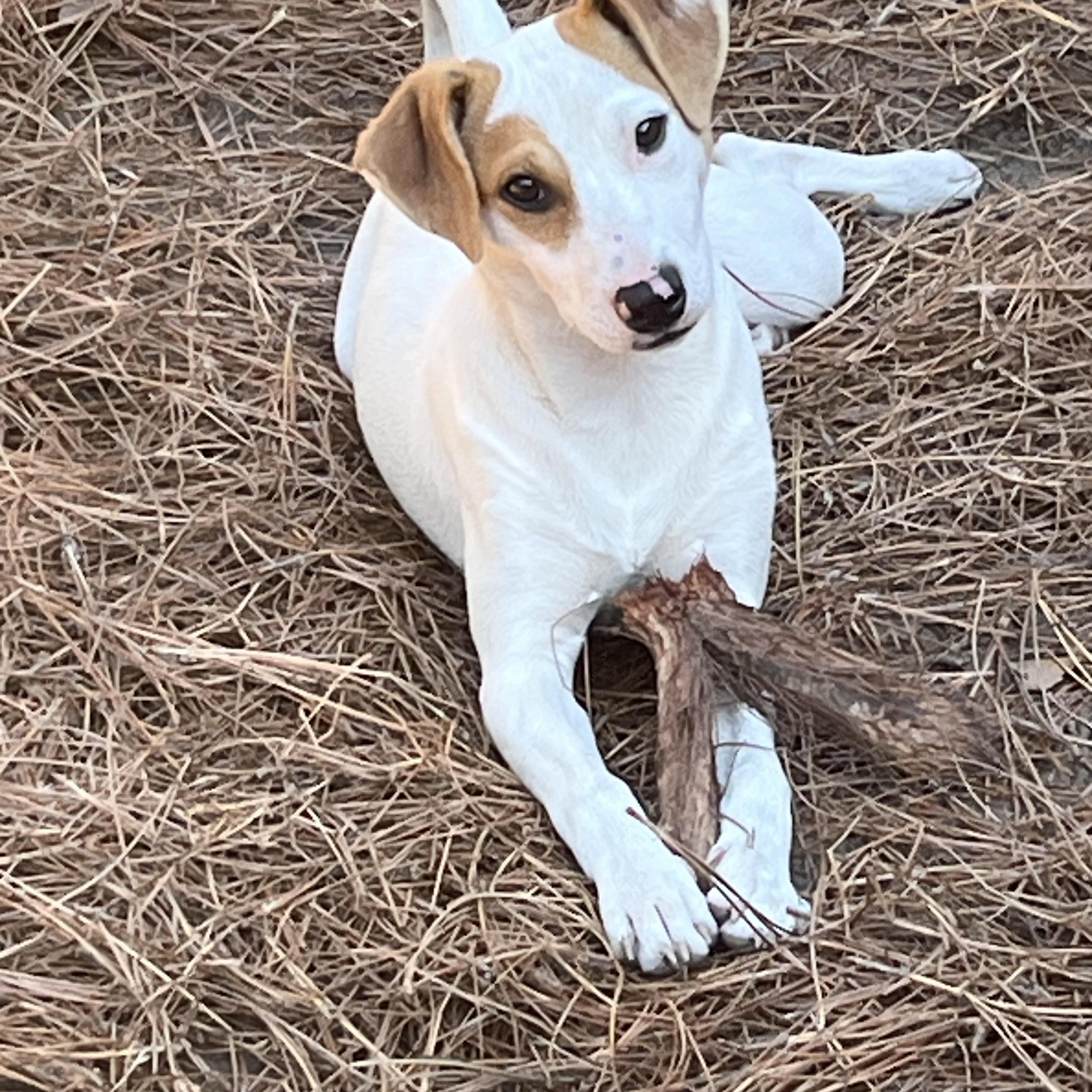 Winnie, Adoptable, Puppy Female Hound.