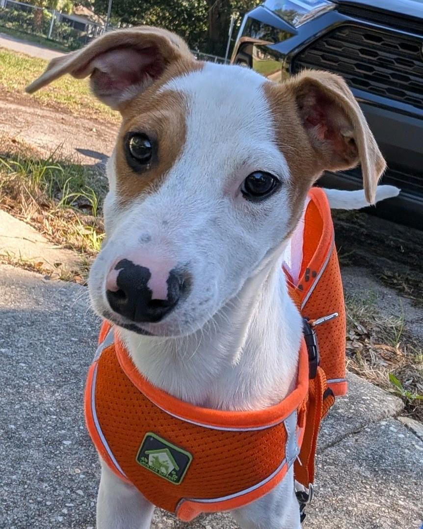 Winnie, Adoptable, Puppy Female Hound.