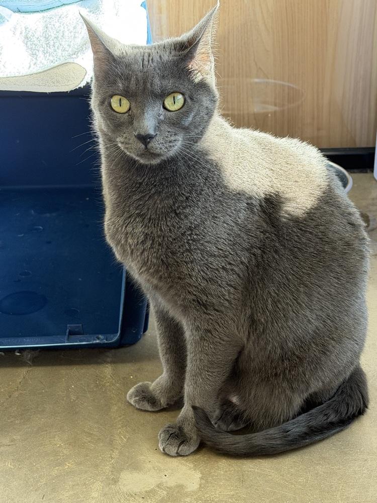 Enlarge Rogue, a Adoptable Domestic Short Hair in Cary, NC image 1/1