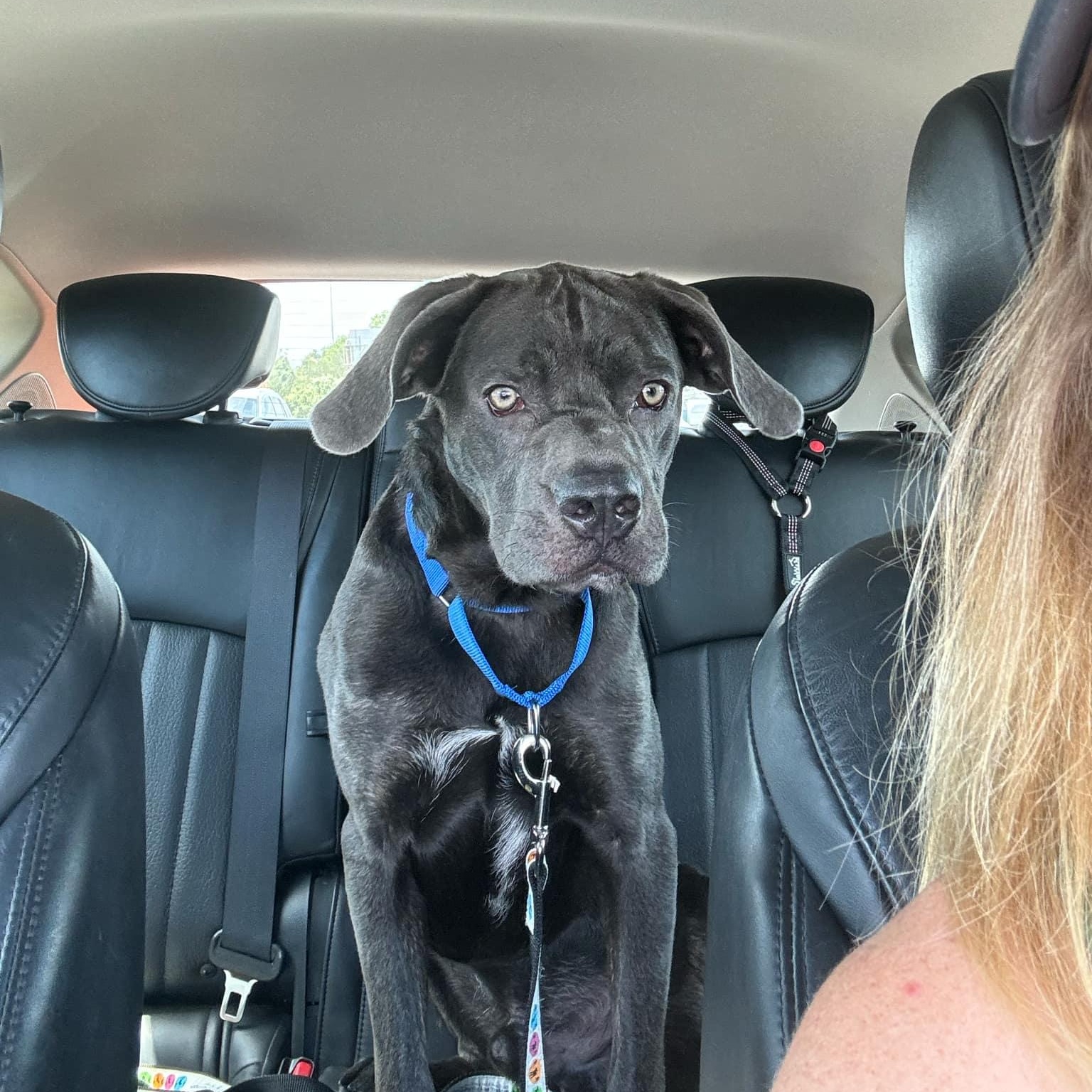 Enlarge Smokey, a Adoptable mixed breed in Charlotte, NC image 2/6