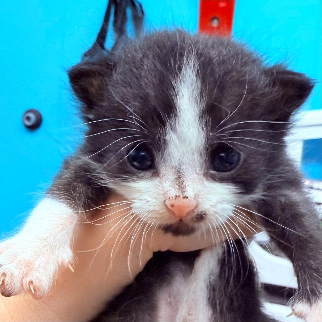 Enlarge Potato, a Adoptable mixed breed in Utica, MI image 1/3