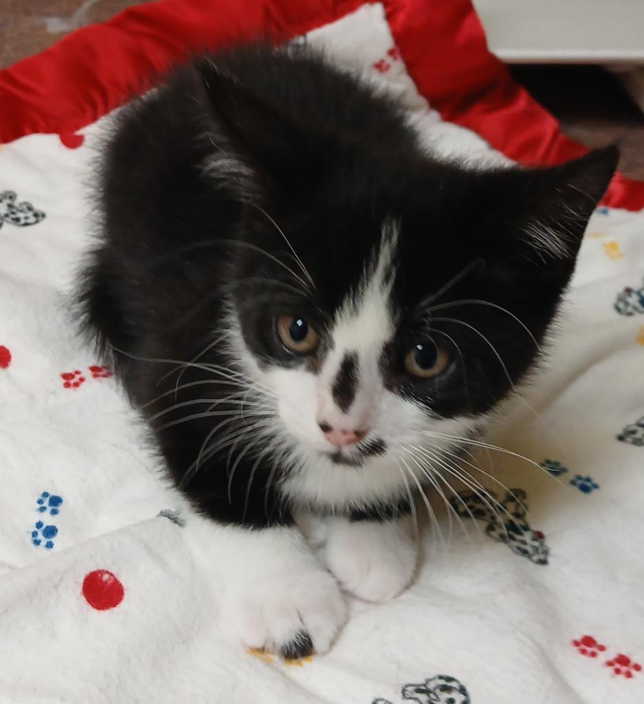 Enlarge Potato, a Adoptable mixed breed in Utica, MI image 3/3