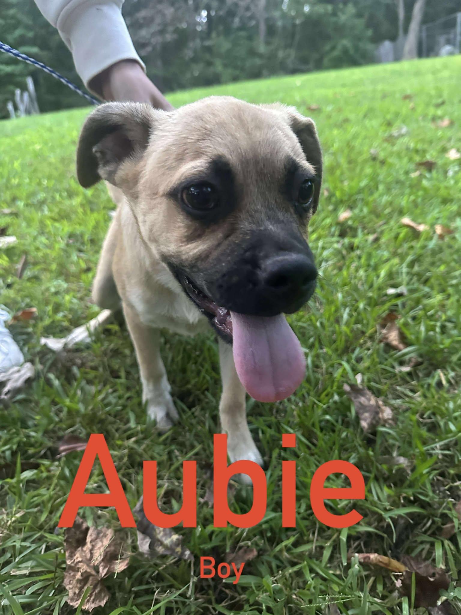 Aubie