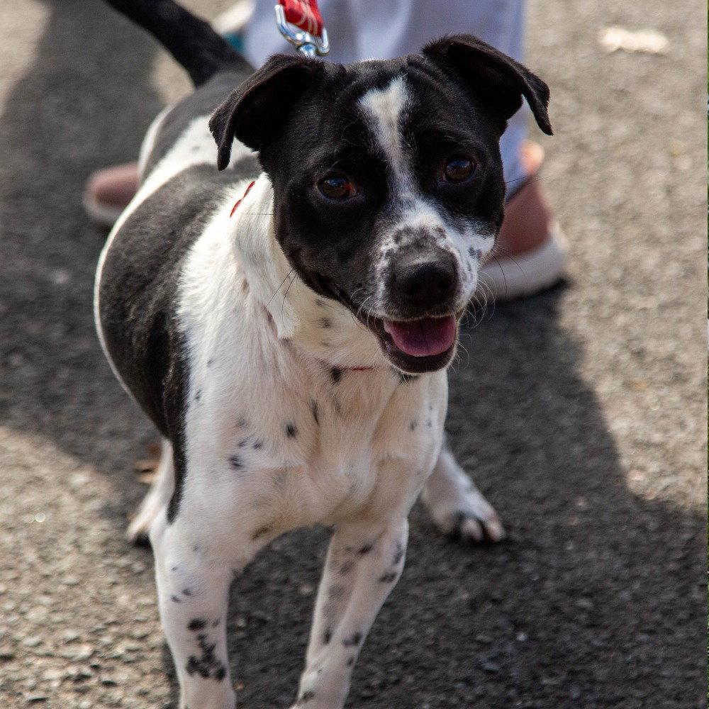Enlarge Max3, a Adoptable mixed breed in Bloomfield, CT image 1/3