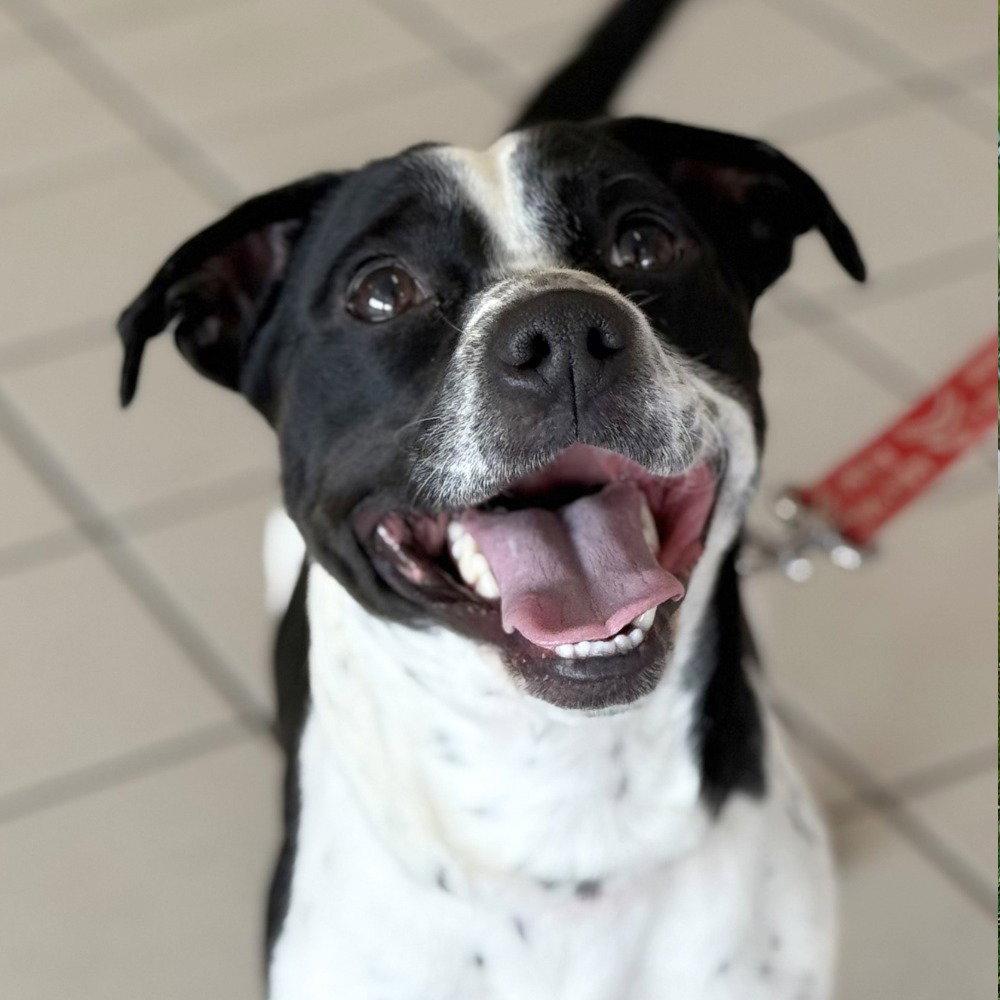 Enlarge Max3, a Adoptable mixed breed in Bloomfield, CT image 2/3