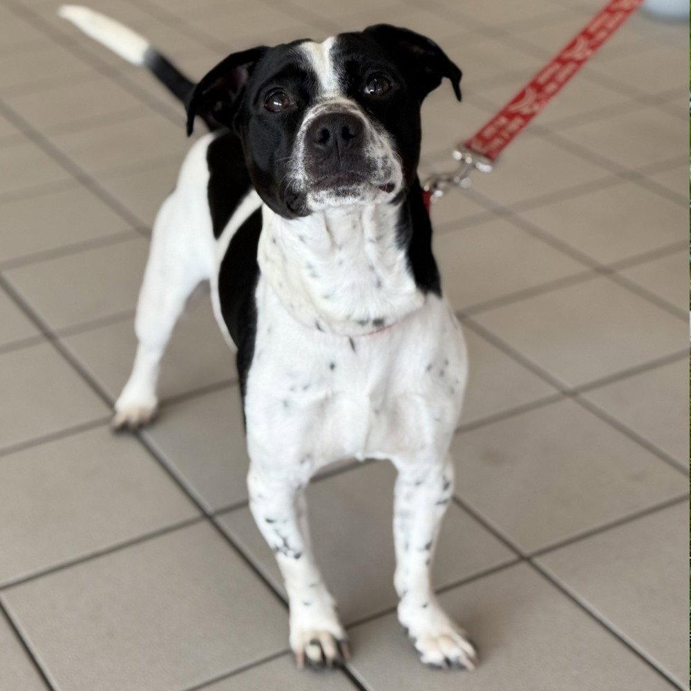 Enlarge Max3, a Adoptable mixed breed in Bloomfield, CT image 3/3