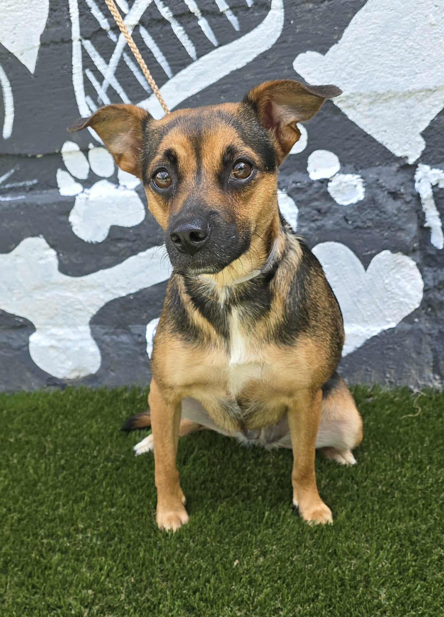 Meet Geranium a 2 year old 22 pound wonderful TerrierChi mix She is friendly and gets along wit