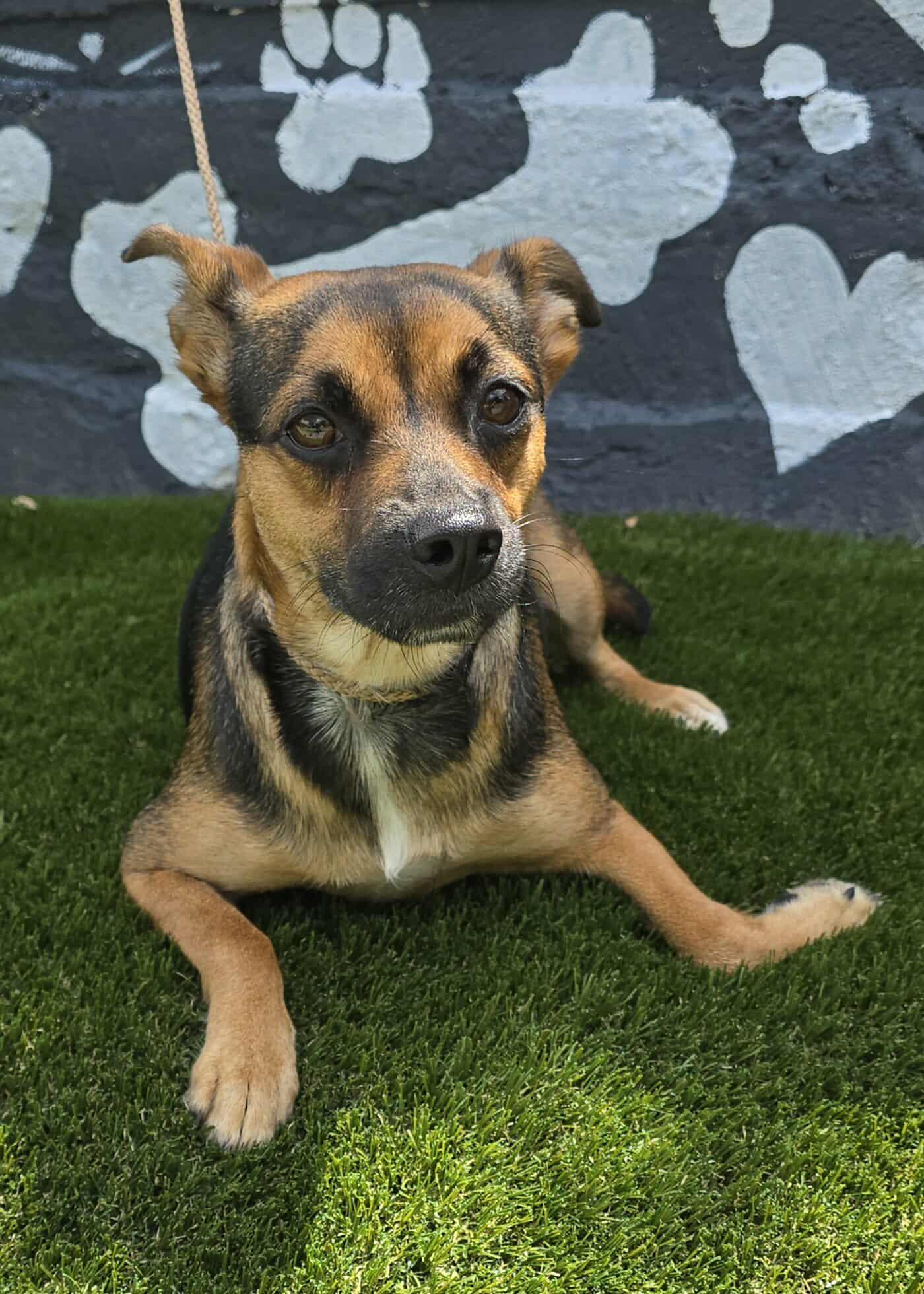 Geranium *foster needed*