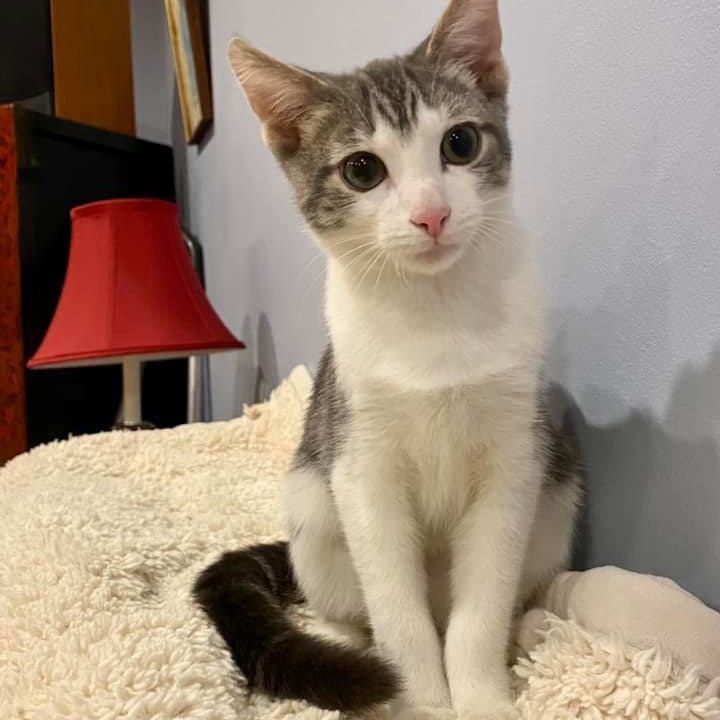 Abby, ADOPTABLE, Kitten Female Domestic Short Hair.