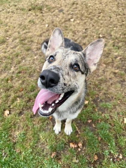 Fergus, ADOPTABLE, Adult Male Mixed Breed.