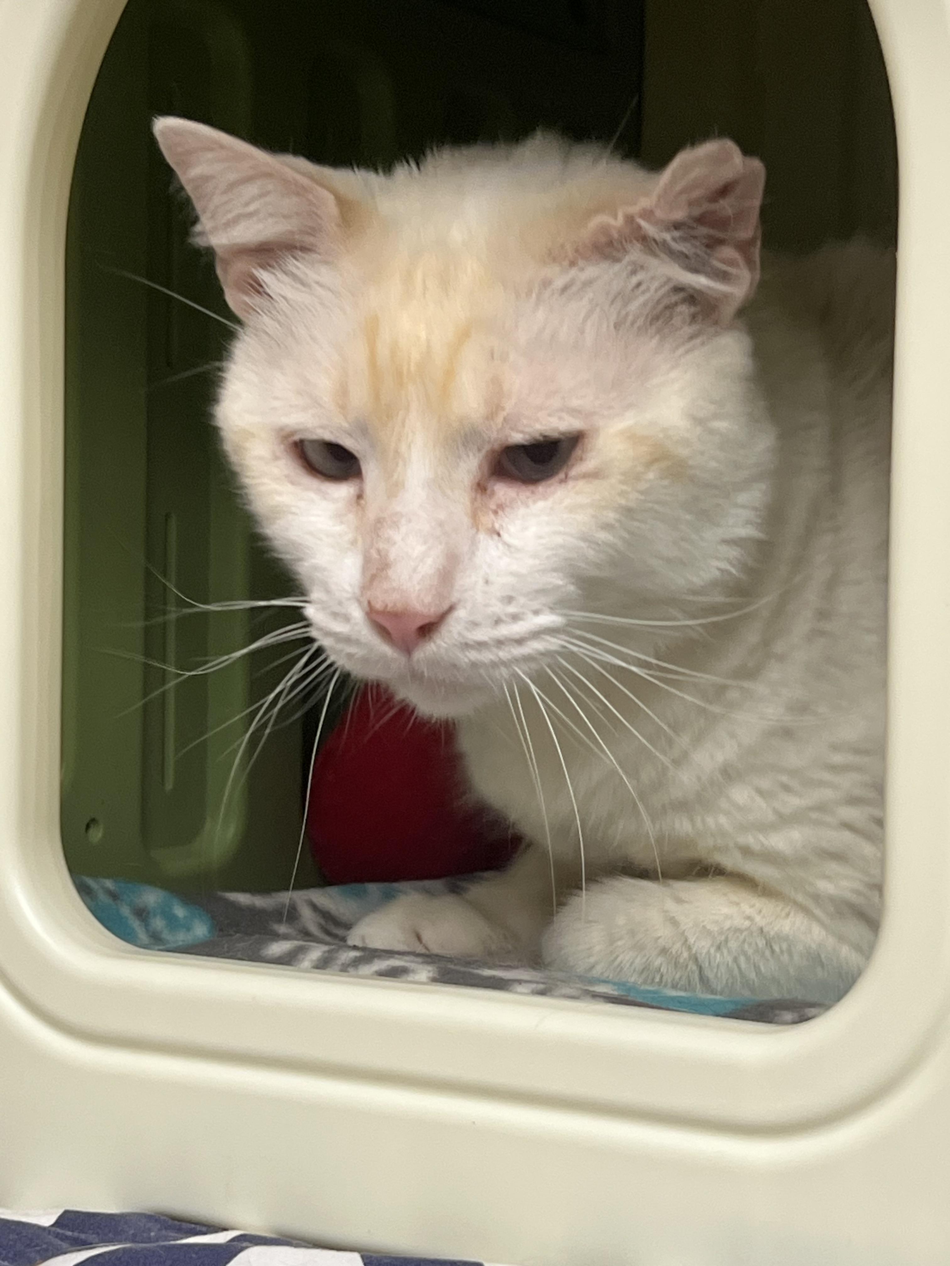 Nube (new-bay), a Adoptable Domestic Short Hair in Burlington, VT image 1/6