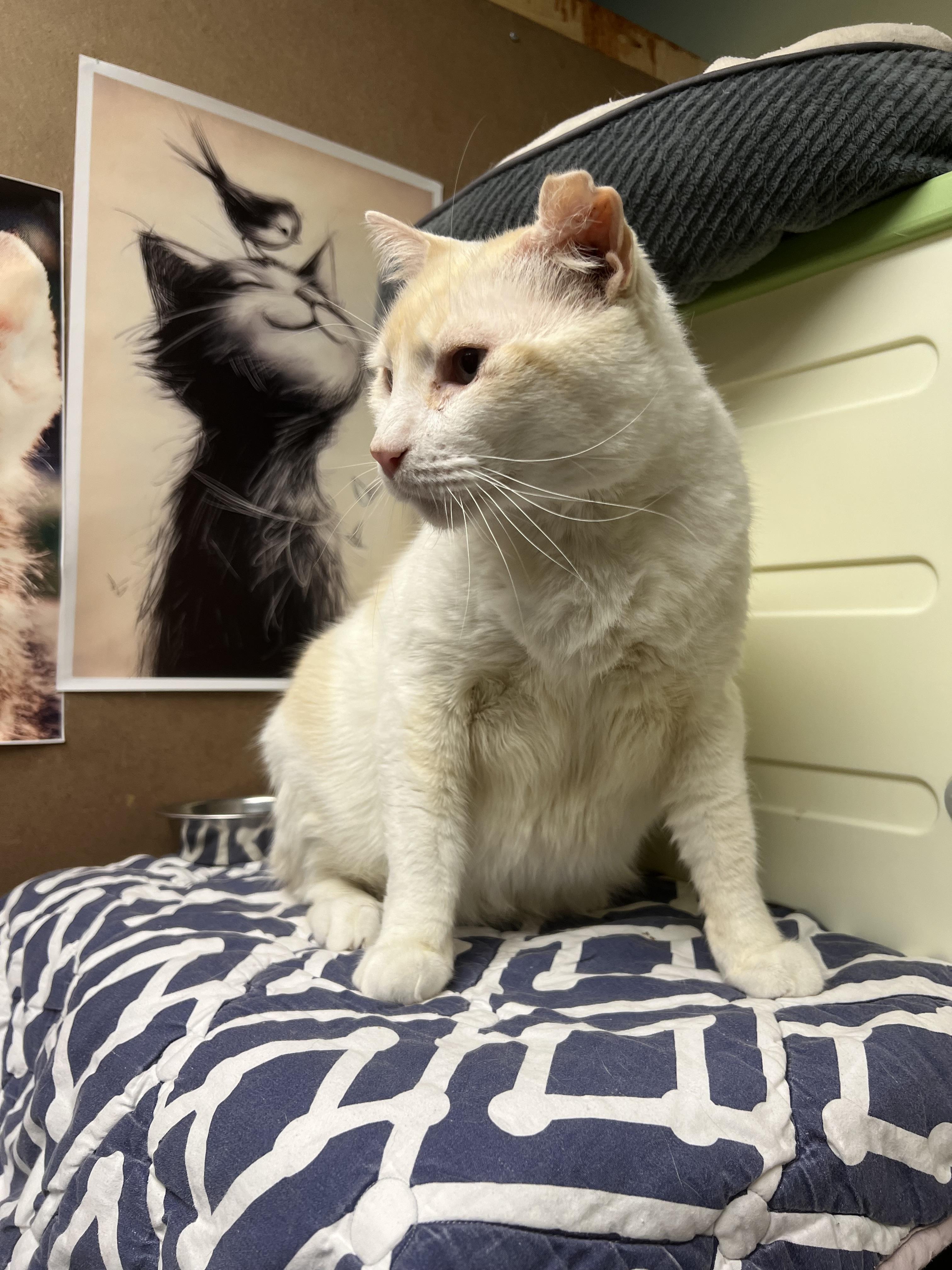 Nube (new-bay), a Adoptable Domestic Short Hair in Burlington, VT image 2/6