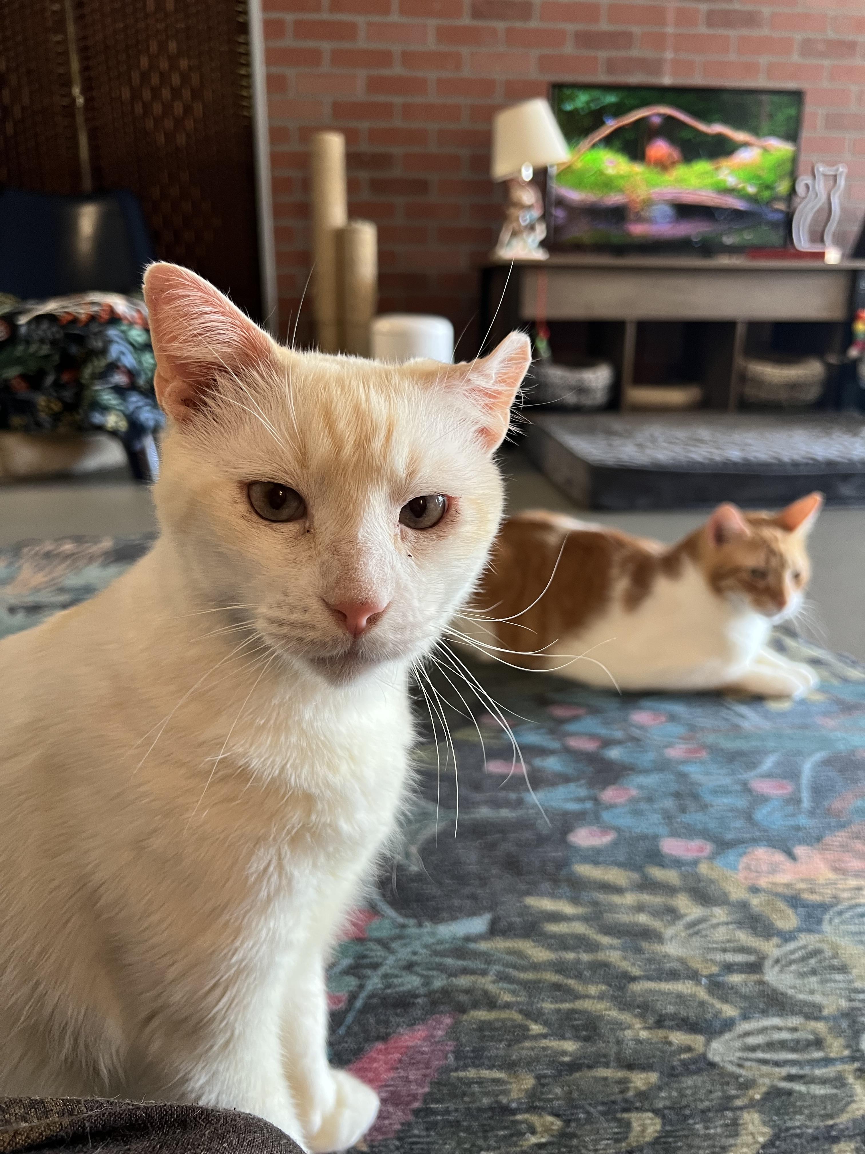 Nube (new-bay), a Adoptable Domestic Short Hair in Burlington, VT image 4/6