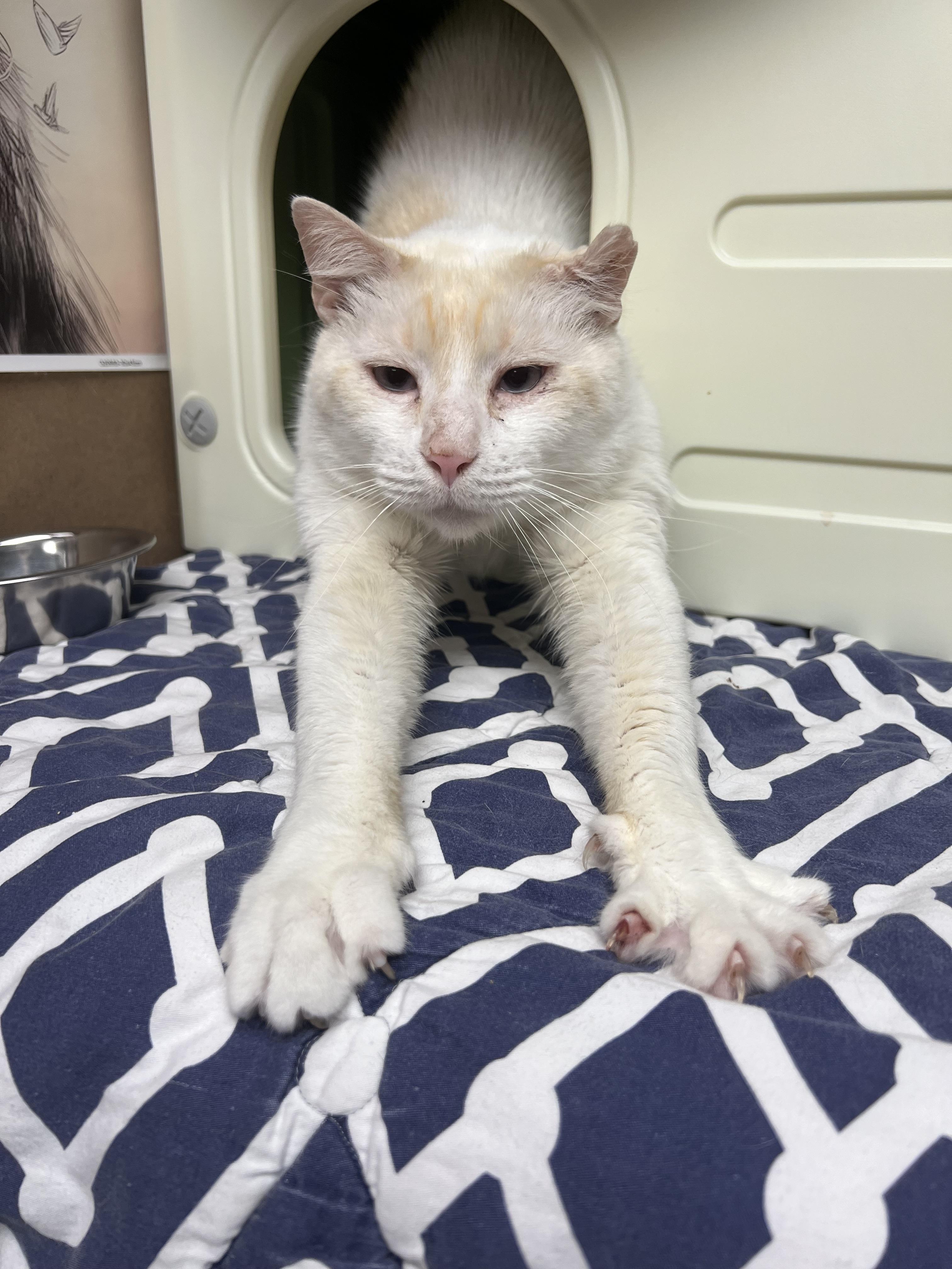 Nube (new-bay), a Adoptable Domestic Short Hair in Burlington, VT image 5/6