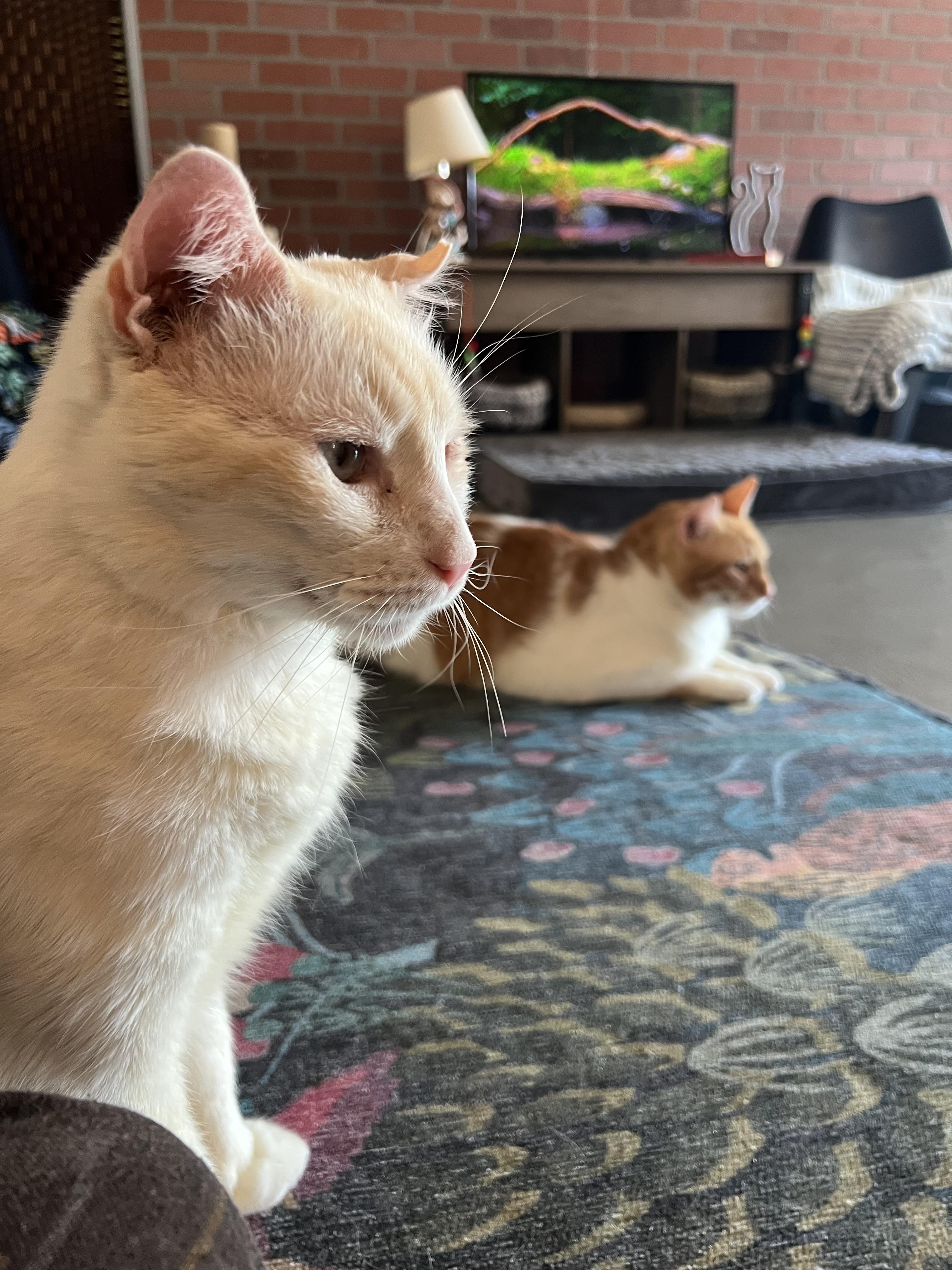 Nube (new-bay), a Adoptable Domestic Short Hair in Burlington, VT image 6/6