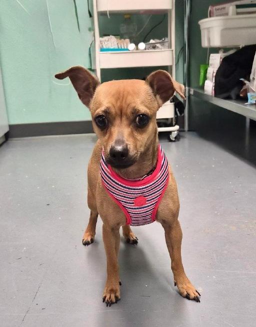 Daisy, adopted, Young Female Chihuahua.