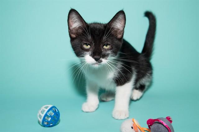 NOODLE, Adoptable, Adult Female Domestic Medium Hair.