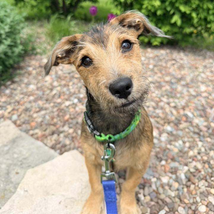 Jon Mack, ADOPTABLE, Young Male Wirehaired Terrier.