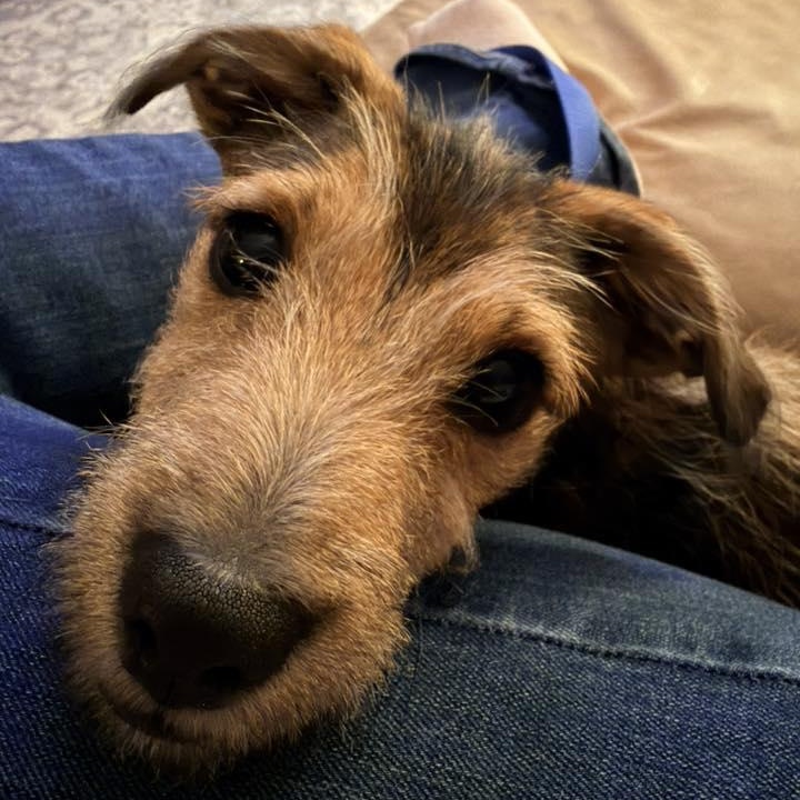 Enlarge Jon Mack, a ADOPTABLE mixed breed in Racine, WI image 2/3
