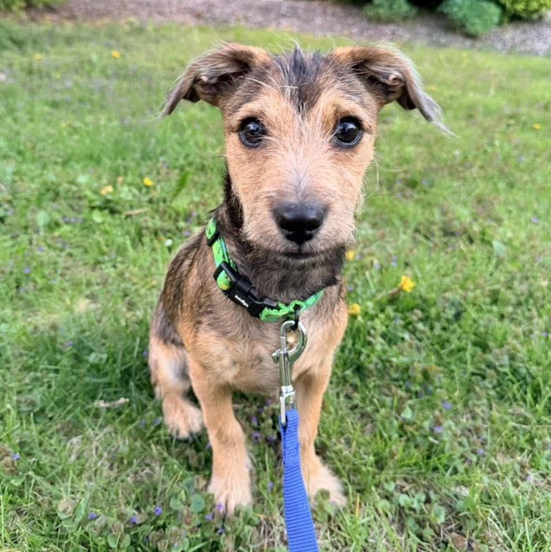Enlarge Jon Mack, a ADOPTABLE mixed breed in Racine, WI image 3/3