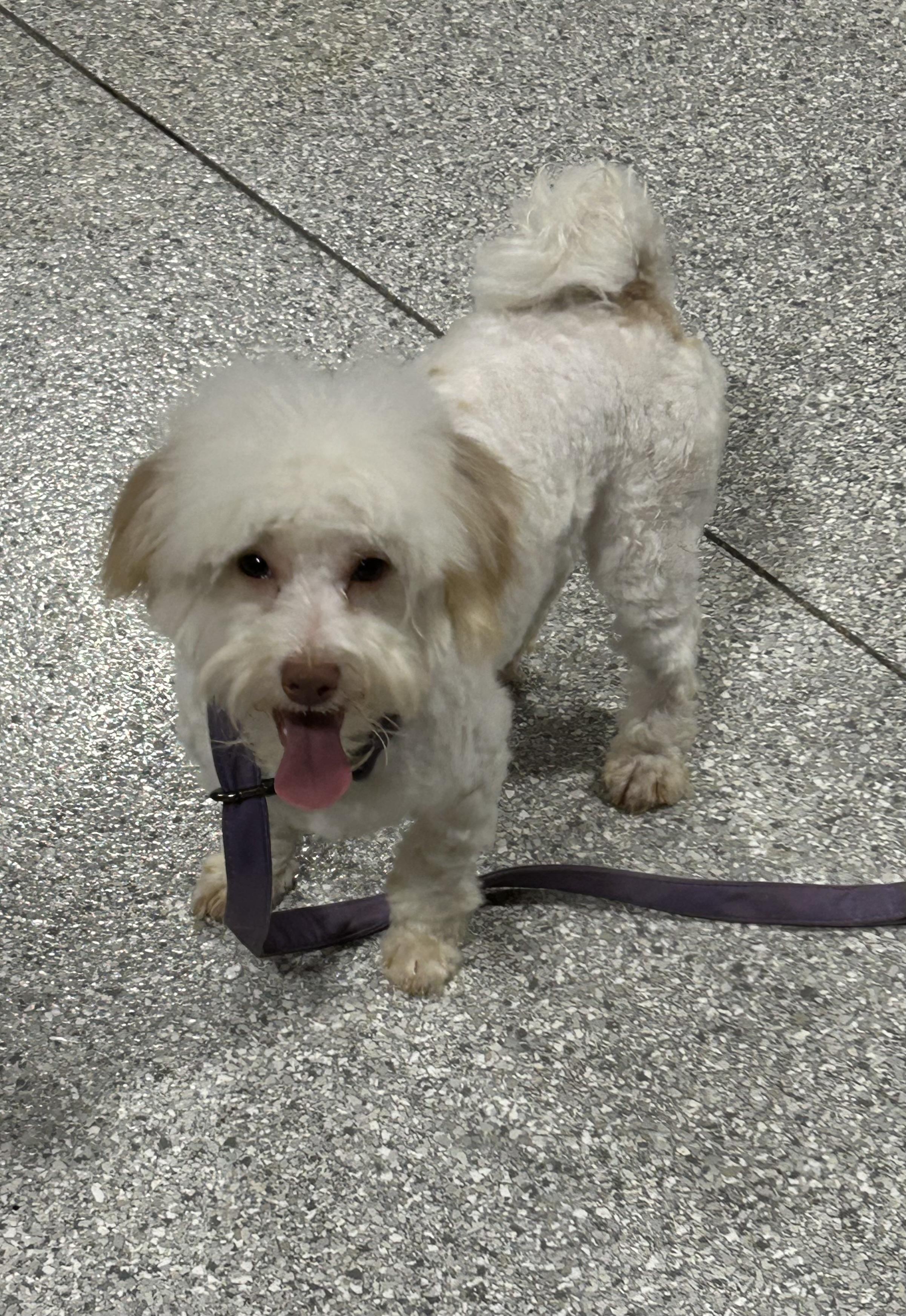 Enlarge Vegas. New pics! , a Adoptable Havanese in Maumee , OH image 2/4
