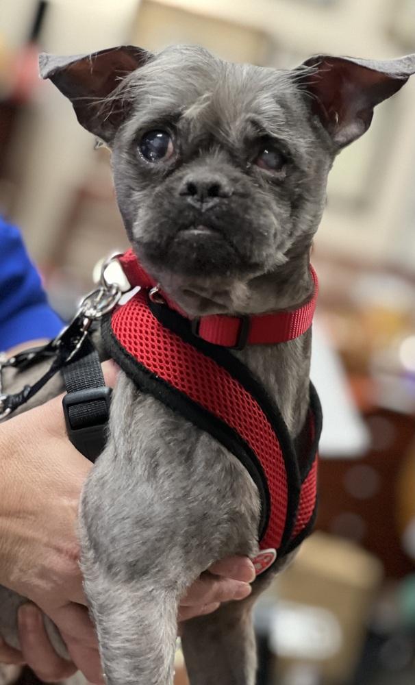 Enlarge Lil Man, a Adoptable mixed breed in Mundelein, IL image 1/6