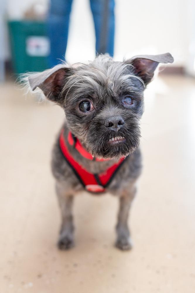 Enlarge Lil Man, a Adoptable mixed breed in Mundelein, IL image 2/6