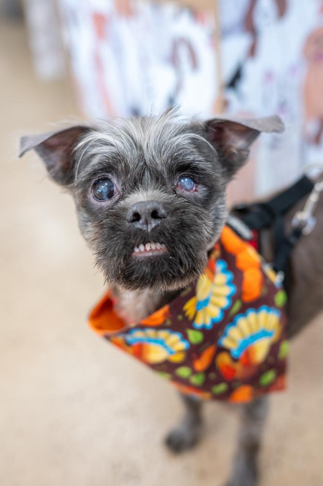 Enlarge Lil Man, a Adoptable mixed breed in Mundelein, IL image 3/6