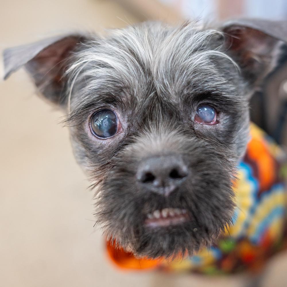 Enlarge Lil Man, a Adoptable mixed breed in Mundelein, IL image 4/6