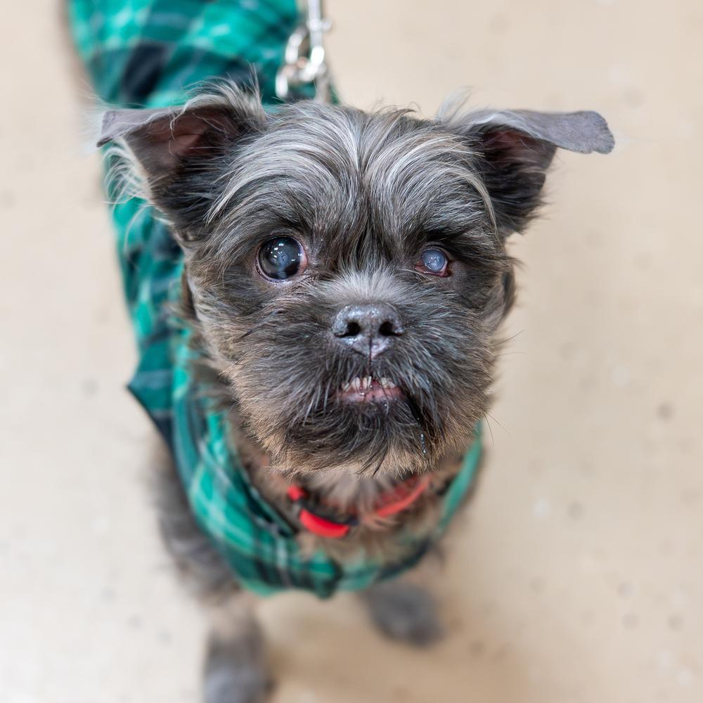 Enlarge Lil Man, a Adoptable mixed breed in Mundelein, IL image 6/6