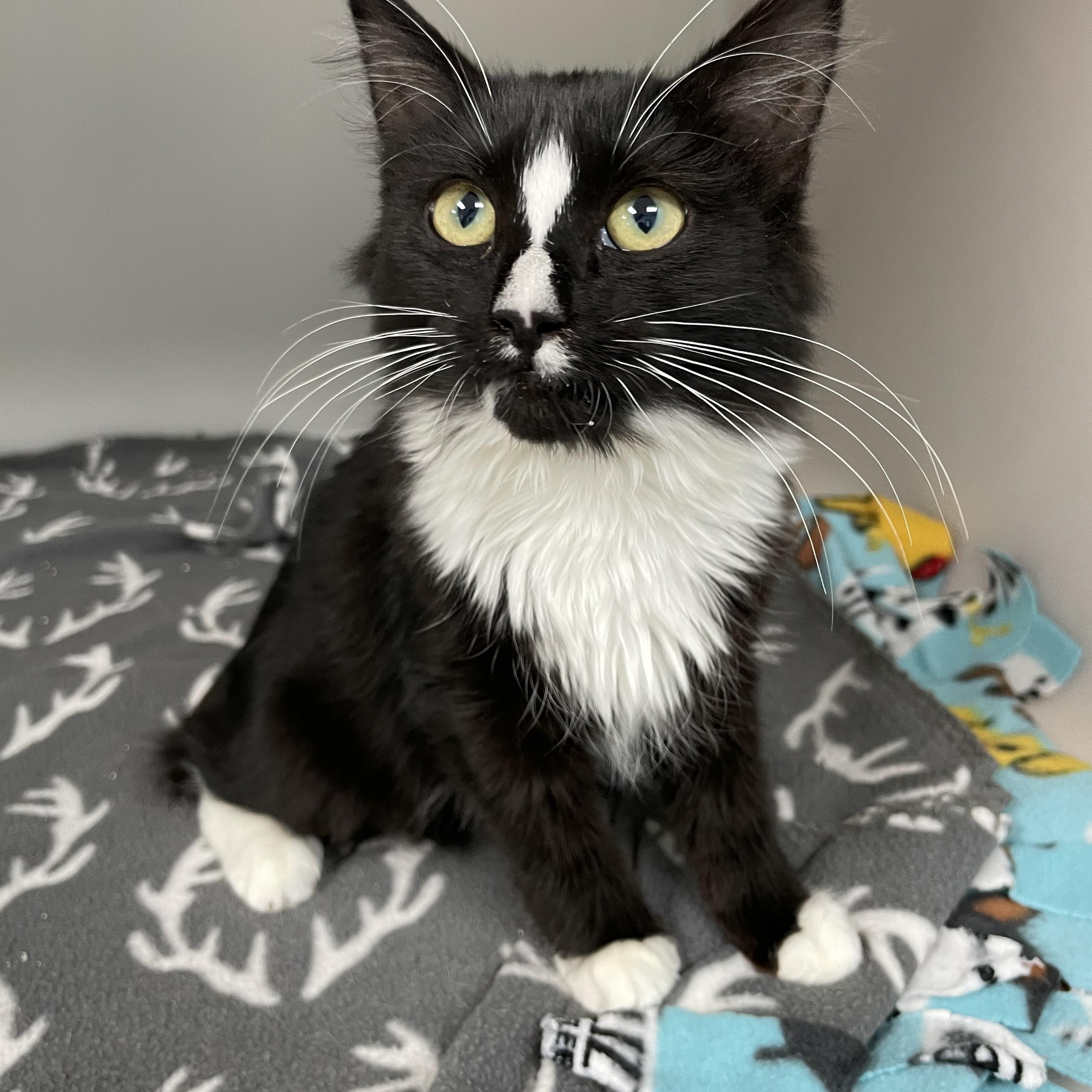 Sweet Pea, a Adoptable mixed breed in Hollister, CA image 1/6