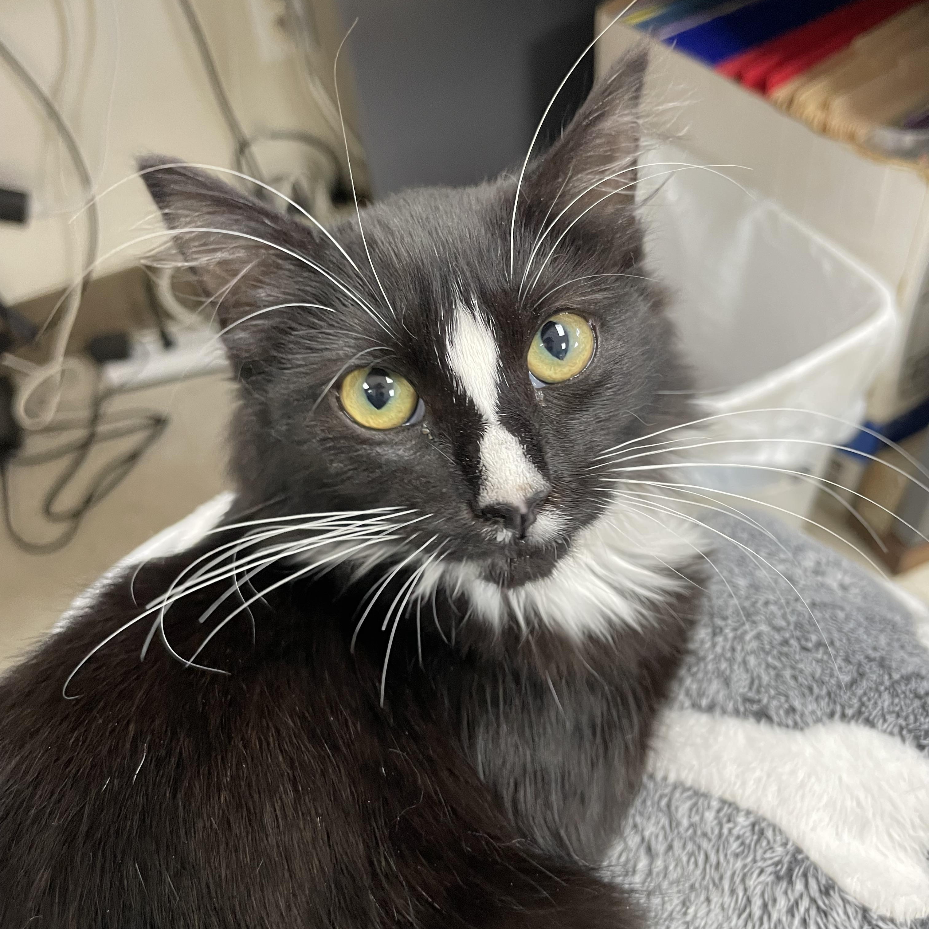 Sweet Pea, a Adoptable mixed breed in Hollister, CA image 5/6