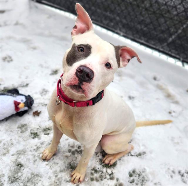 DANCER, Adoptable, Young Male Pit Bull Terrier & Mixed Breed.